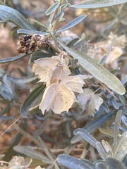 Atriplex canescens