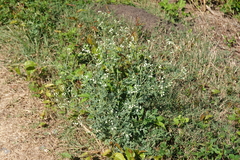 Parthenium hysterophorus