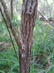 Episynlestes albicaudus