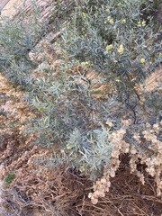 Atriplex canescens