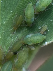 Takecallis taiwanus