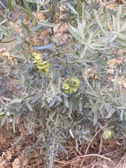Atriplex canescens