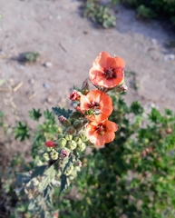 Sphaeralcea bonariensis