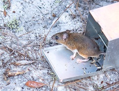 Peromyscus gossypinus