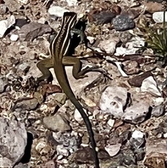 Aspidoscelis scalaris