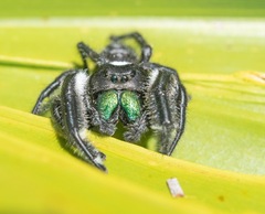 Phidippus regius
