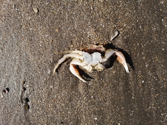 Ovalipes trimaculatus