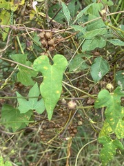 Ipomoea coccinea