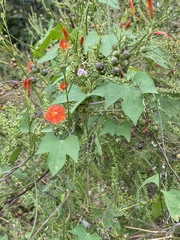 Ipomoea coccinea