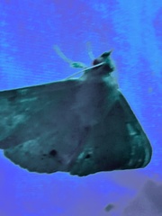 Anticarsia gemmatalis