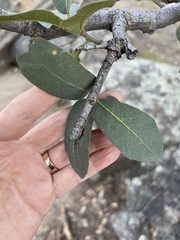 Quercus grisea