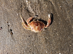 Ovalipes trimaculatus