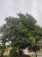 Peltophorum pterocarpum