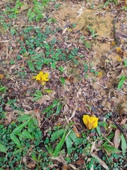 Peltophorum pterocarpum