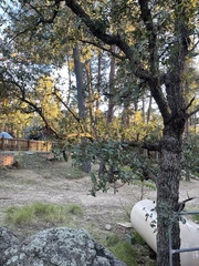 Quercus grisea