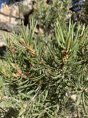 Pinus edulis