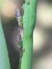 Takecallis taiwanus