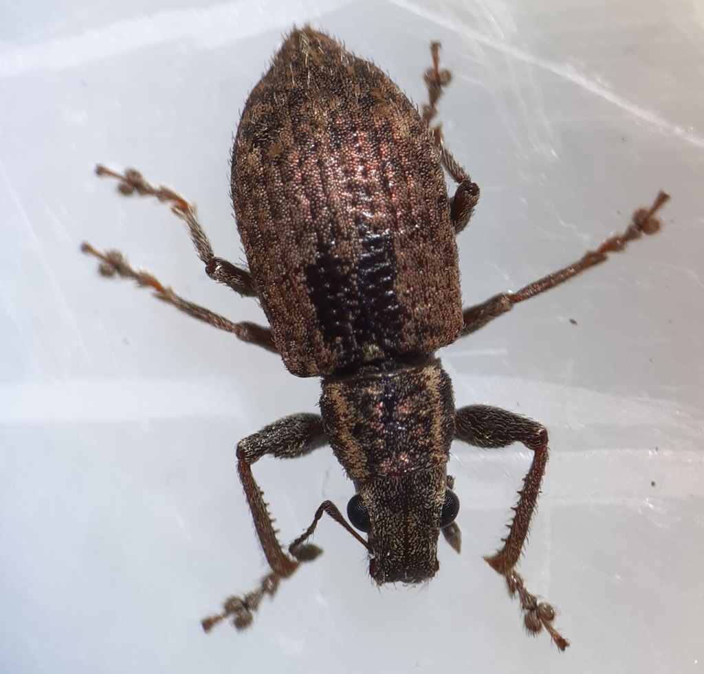 Hoplopactus