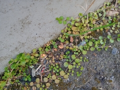 Epilobium nummulariifolium