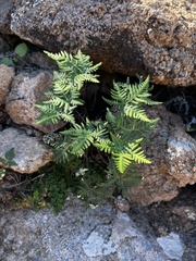 Notholaena standleyi