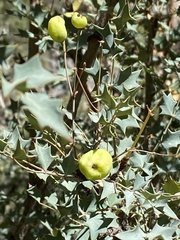 Berberis fremontii