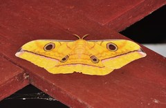Antheraea