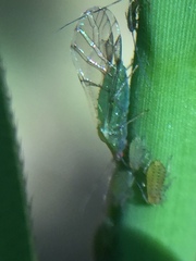 Takecallis taiwanus