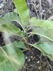 Asclepias nyctaginifolia