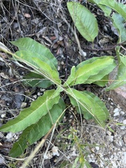 Asclepias nyctaginifolia
