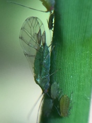 Takecallis taiwanus