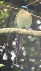 Momotus coeruliceps