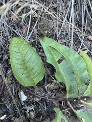 Asclepias nyctaginifolia