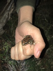 Leptodactylus mystacinus