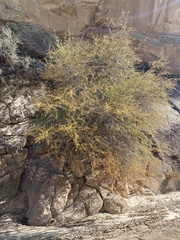 Amelanchier utahensis