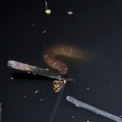 Homalopsis mereljcoxi