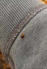 Clastoptera achatina