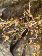 Amelanchier utahensis