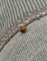 Clastoptera achatina