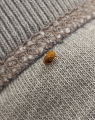 Clastoptera achatina