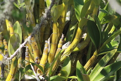Myrmecophila tibicinis