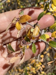 Amelanchier utahensis