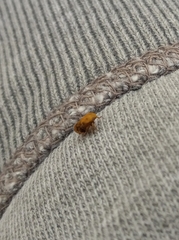 Clastoptera achatina