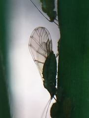 Takecallis taiwanus