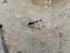 Derocrania longesulcata