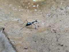 Derocrania longesulcata