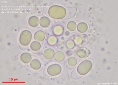 Dacrymyces corticioides