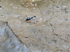 Derocrania longesulcata