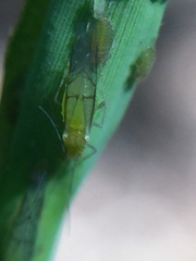 Takecallis taiwanus
