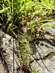 Pogonatherum crinitum