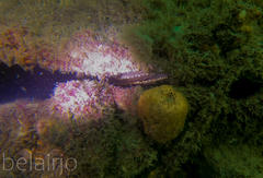 Pinna bicolor